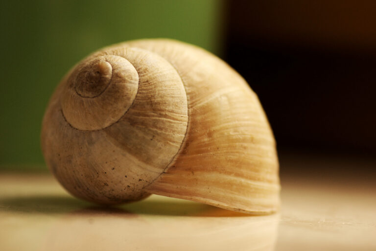 Snail Shell 1