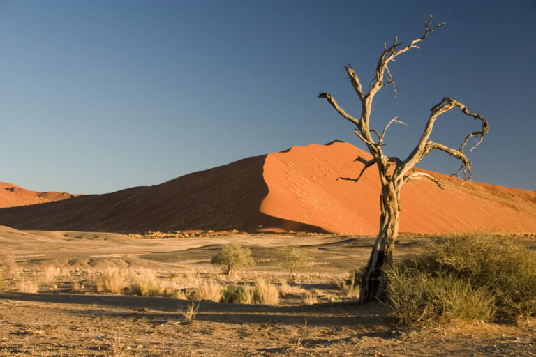 Thorn Tree Sossusvlei Namib Desert Namibia Luca Galuzzi 2004 For Gloria Mwanigas poem Thorn Tree Sossusvlei Namib Desert Namibia Luca Galuzzi 2004 For Gloria Mwanigas poem